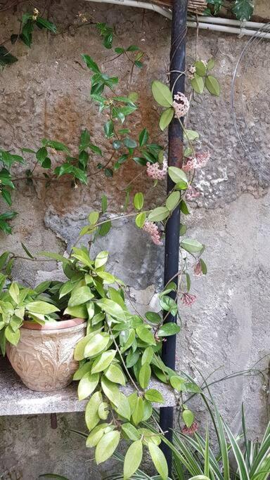 Giardino Mediterraneo ラッコ・アメーノ エクステリア 写真